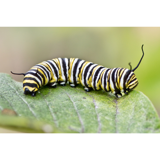 Never make a bet with a monarch butterfly!