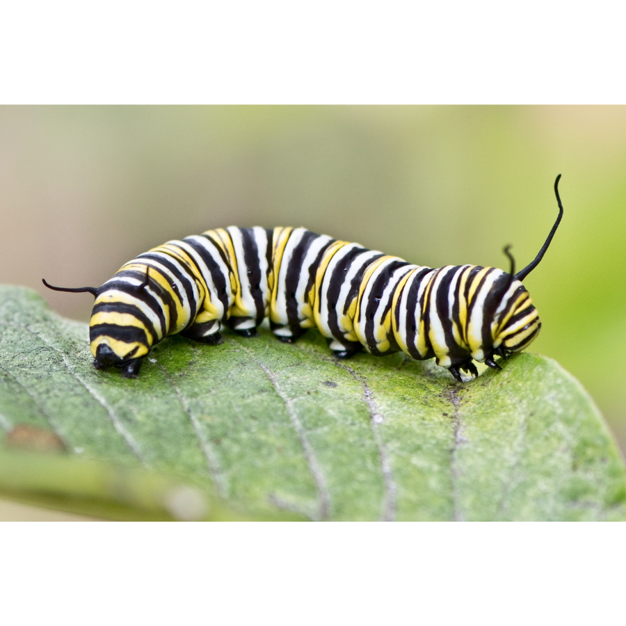 Never make a bet with a monarch butterfly!